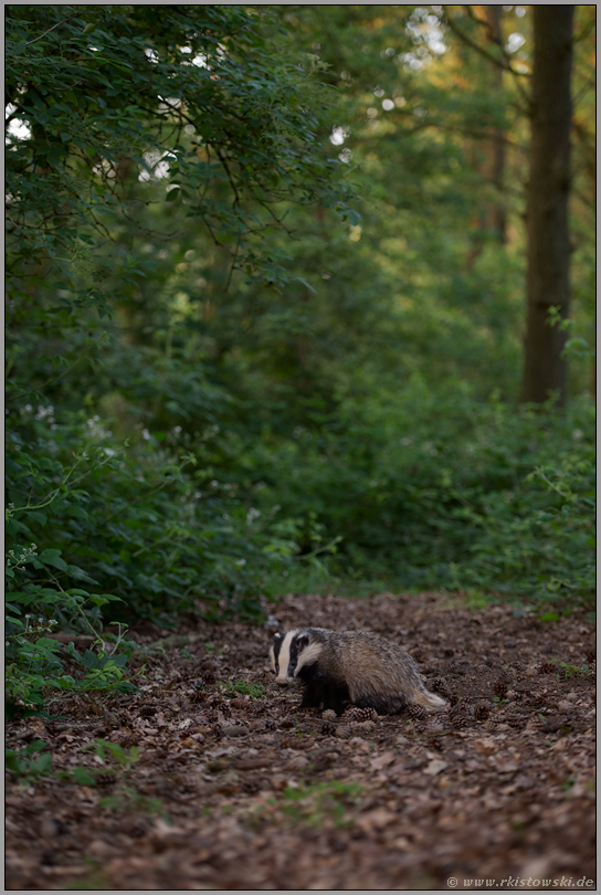 im Wald... Europäischer Dachs *Meles meles* im letzten Licht des Tages