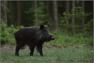 auf der Wildwiese... Wildschwein *Sus scrofa* sichert