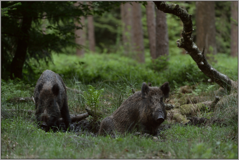 im Schlammbad... Wildschwein *Sus scrofa* an einer natürlichen Suhle