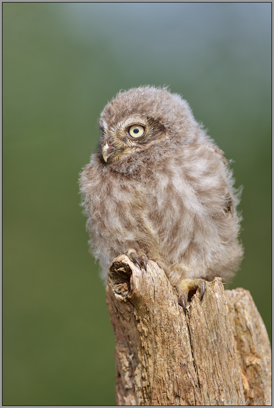 noch sehr jung... Steinkauz *Athene noctua*, Nestling