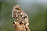 der Bergsteiger... Steinkauz *Athene noctua*, Nestling