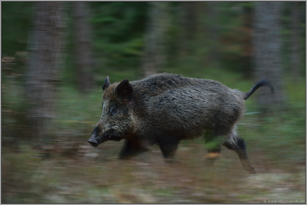 im Schweinegalopp... Wildschwein *Sus scofa*