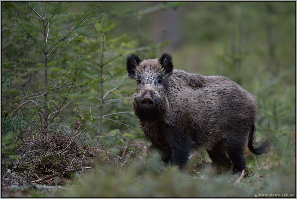sorgsame Blicke... Wildschwein *Sus scofa*