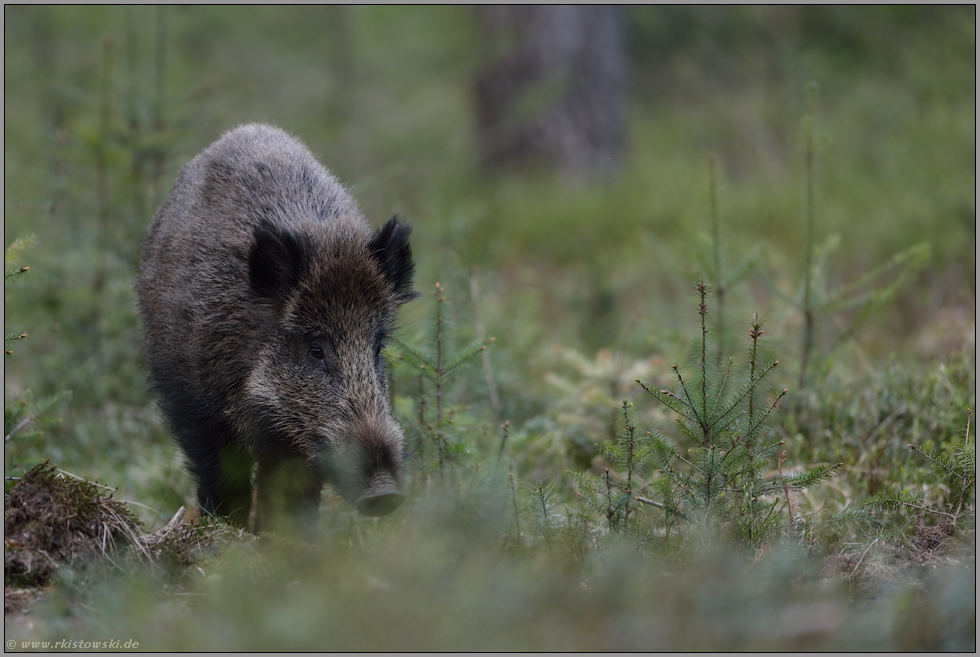 keine Schonzeit... Wildschwein *Sus scofa*