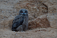 tief in der Nacht... Europäischer Uhu *Bubo bubo*