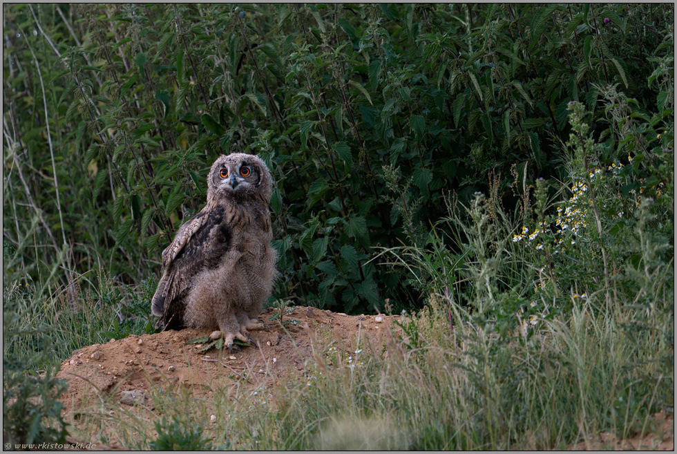 erste Ausflüge... Europäischer Uhu *Bubo bubo* auf Erkundungstour