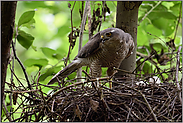 wehrhaft... Sperber *Accipiter nisus* auf dem Nest