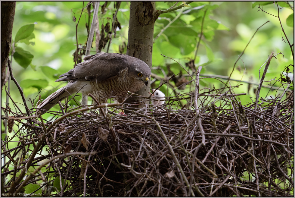 ein kleines Sperberlein... Sperber *Accipiter nisus*, Sperberweibchen füttert Jungvogel