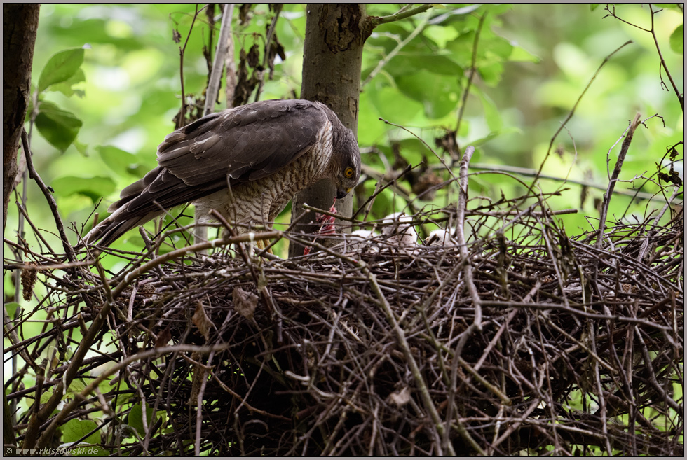 beim Zerkleinern der Beute... Sperber *Accipiter nisus* am Nest