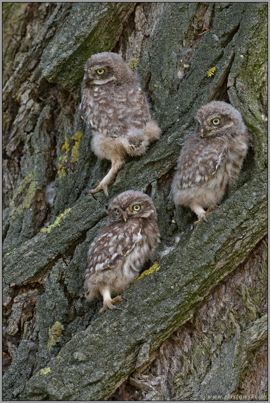 Nachwuchs... Steinkauz *Athene noctua*, junge Geschwister