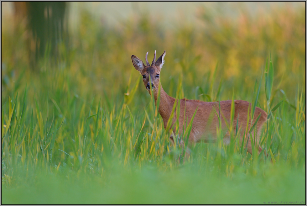 in Deckung... Rehbock *Capreolus capreolus*