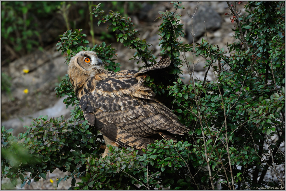 Landung im Gebüsch... Europäischer Uhu *Bubo bubo*