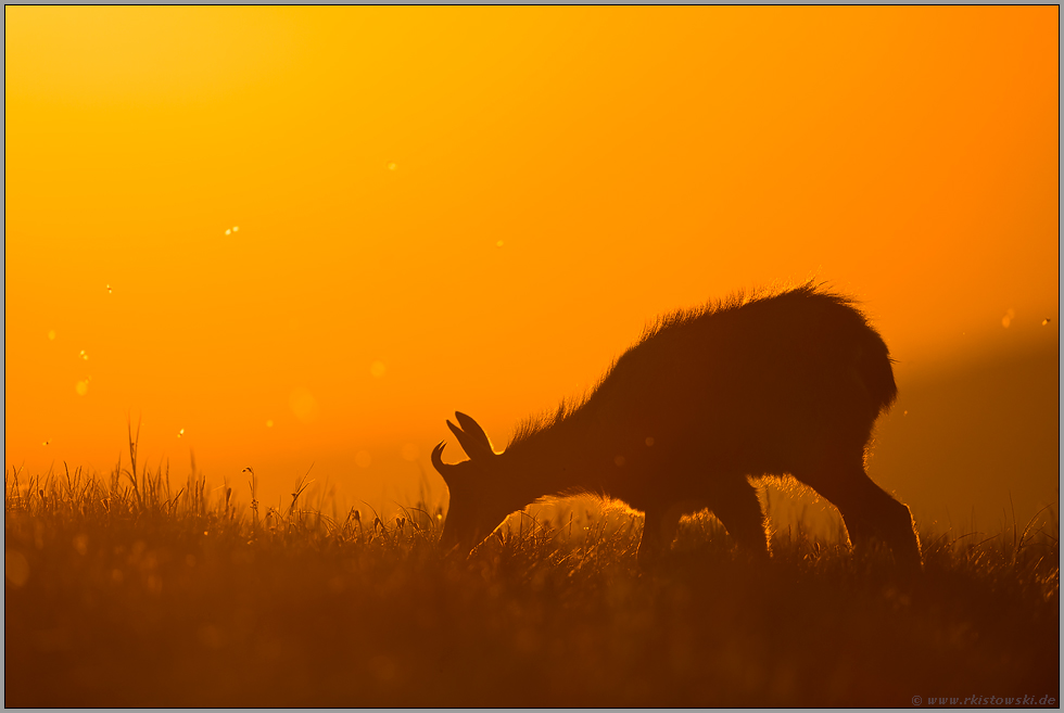 frühmorgens... Gams *Rupicapra rupicapra* äst im Morgenrot