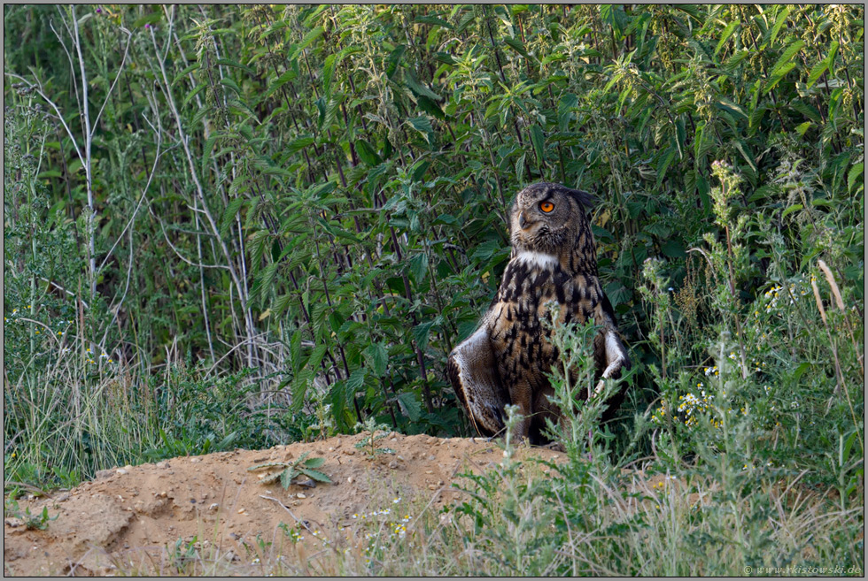 an einem Sommerabend... Europäischer Uhu *Bubo bubo*, Altvogel fächert Flügel auf