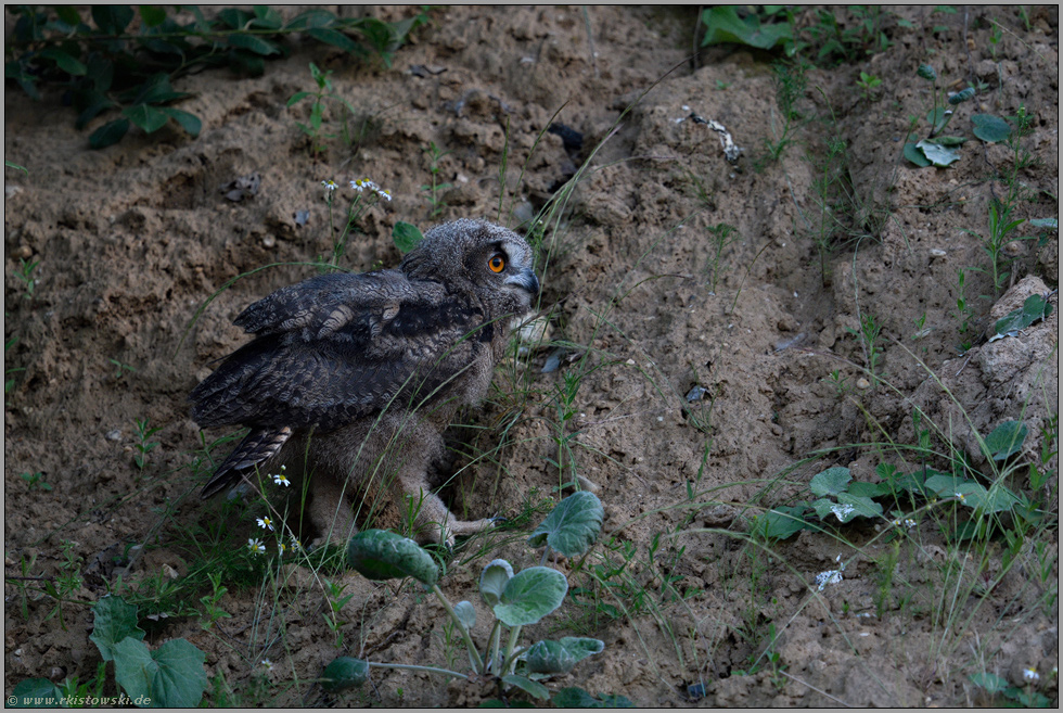 heimlich, still und leise... Europäischer Uhu *Bubo bubo*, Jungvogel unterwegs