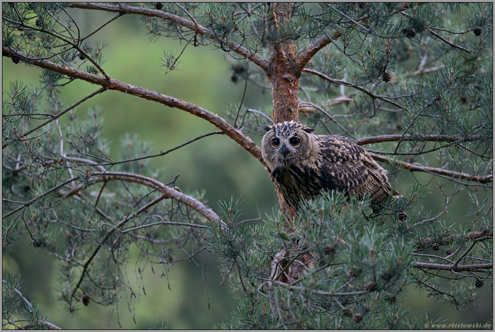 in der Kiefer... Europäischer Uhu *Bubo bubo*, Jungvogel