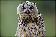 vergnügt... Europäischer Uhu *Bubo bubo*, Jungvogel im Porträt