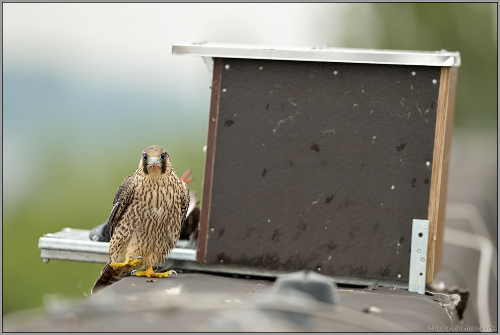 Nachwuchs... Wanderfalke *Falco peregrinus* vor installierter Nisthilfe