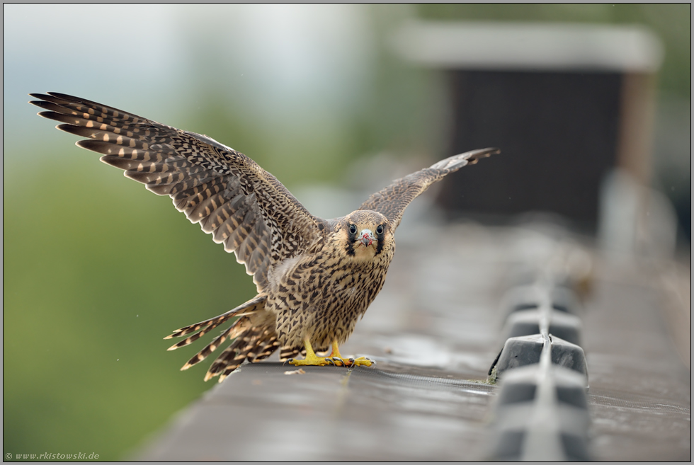 bettelnd vor dem Nistkasten... Wanderfalke *Falco peregrinus*, junger Falke