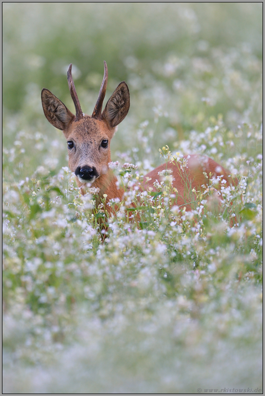 prüfender Blick... Rehbock *Capreolus capreolus* im Blütenmeer einer Wildwiese