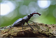 in Drohhaltung... Hirschkäfer *Lucanus cervus* zeigt seine Mandibeln