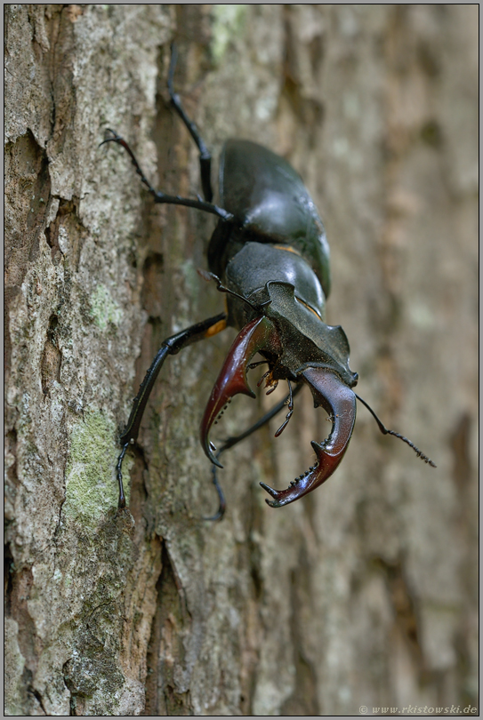 Insekt des Jahres 2012... Hirschkäfer *Lucanus cervus*