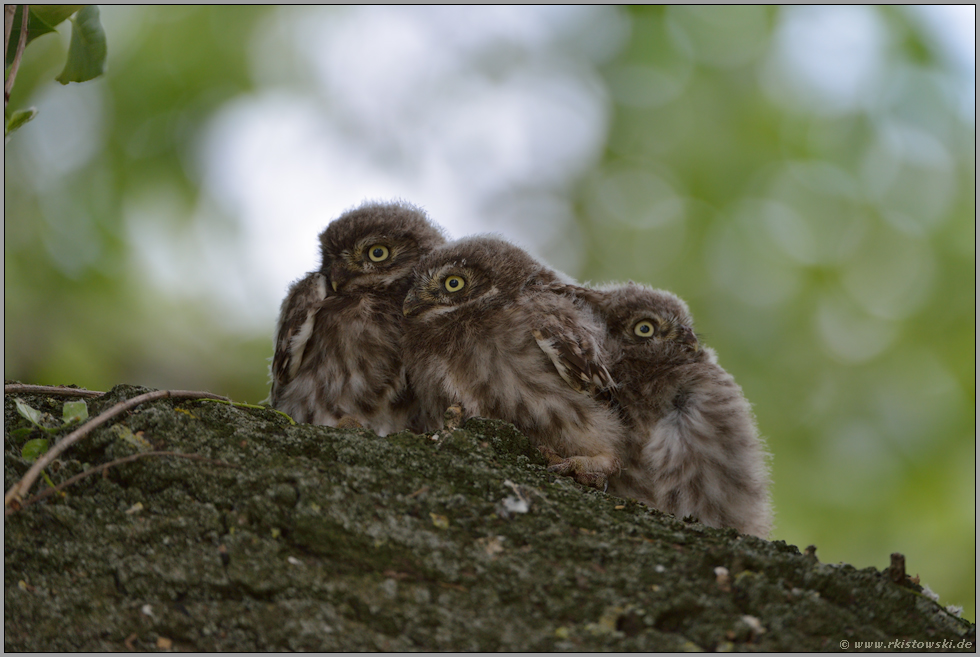 Wärmeschutz... Steinkauz *Athene noctua *, junge Steinkäuze kuscheln sich aneinander