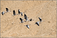 Lebensraum Sandgrube... Graugänse *Anser anser* im Flug