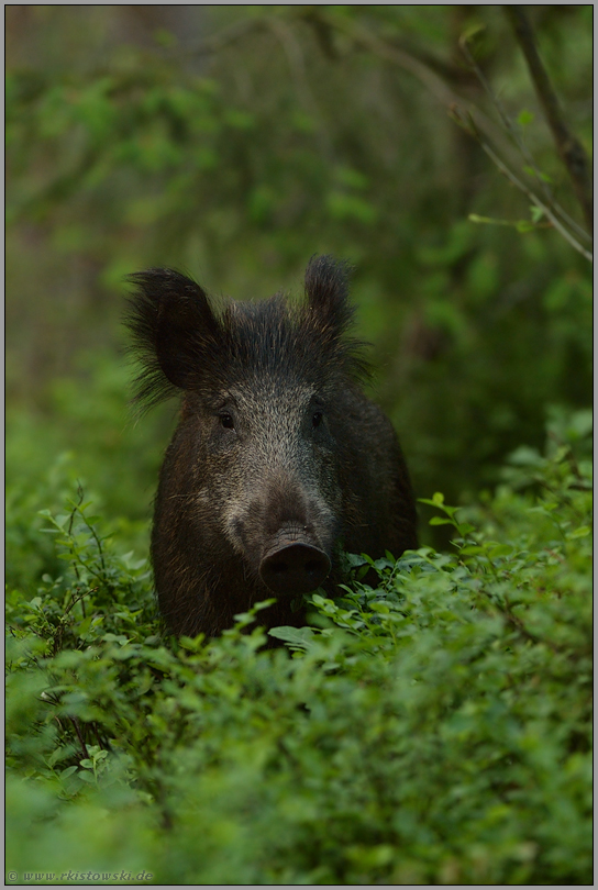 mitten im Wald... Wildschwein *Sus scrofa* im Unterholz