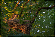 im Abendlicht... Schwarzstorch *Ciconia nigra*, Jungstorch im Nest