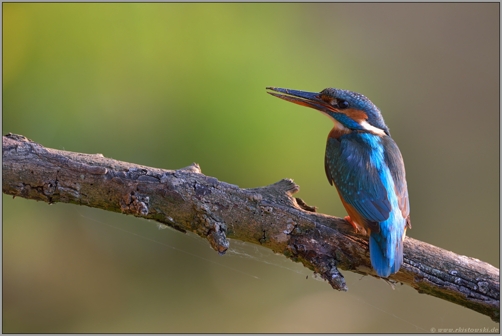 nach getaner Arbeit... Eisvogel *Alcedo atthis*