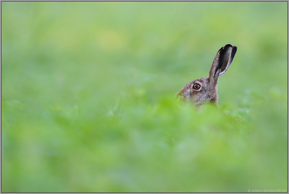 mitten im Feld... Feldhase  *Lepus europaeus*