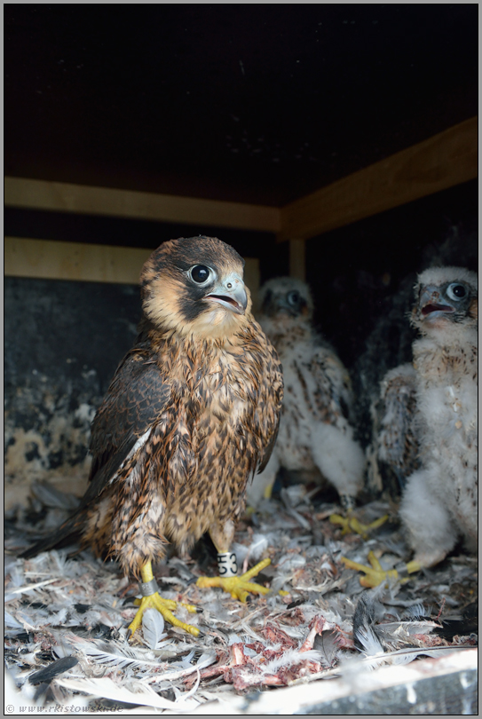 kennenlernen oder eine Geschichte mit "Happy End"... Wanderfalke *Falco peregrinus*