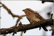 im Abendlicht... Wendehals *Jynx torquilla* mit Ameiseneiern im Schnabel