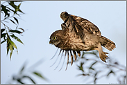 Flugübungen... Steinkauz *Athene noctua*, junger Steinkaut im Flug