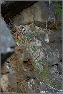 im Tageseinstand... Europäischer Uhu *Bubo bubo* versteckt zwischen Felsen