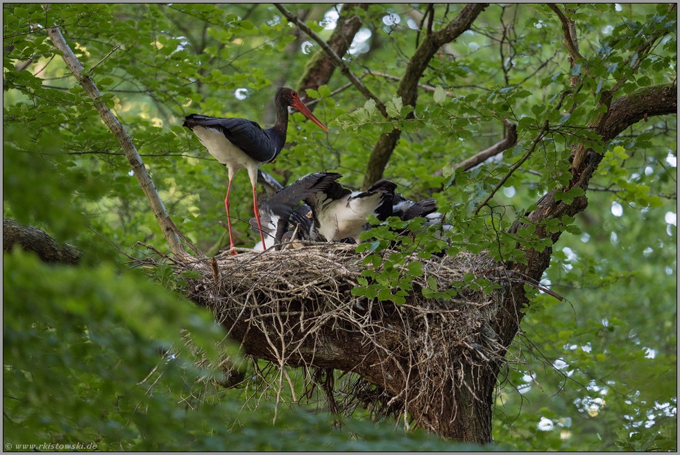 bei der Fütterung... Schwarzstorch *Ciconia nigra* am Nest