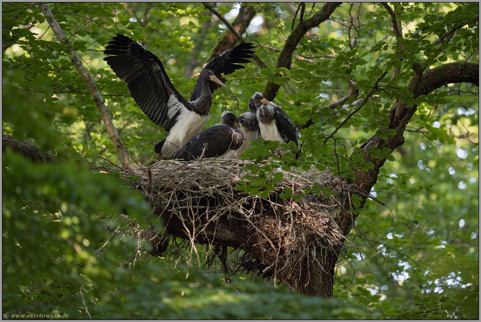 fast schon flügge...  Schwarzstorch *Ciconia nigra*, Jungstörche