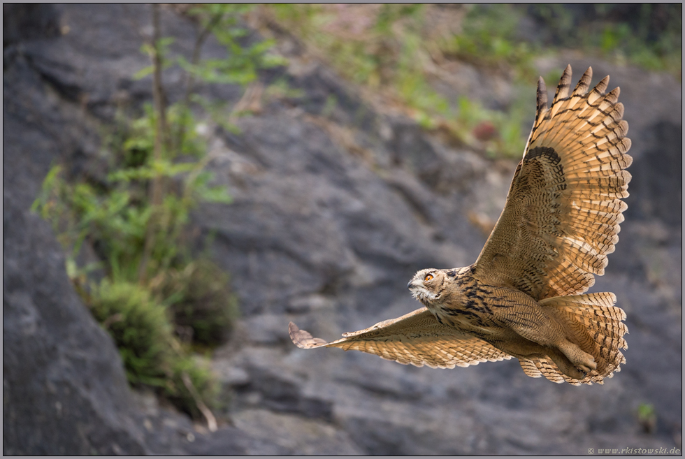 eine seltene Gelegenheit... Europäischer Uhu *Bubo bubo* bei Tageslicht im Flug