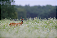 mittendrin... Rehbock *Capreolus capreolus* in einer Wildwiese