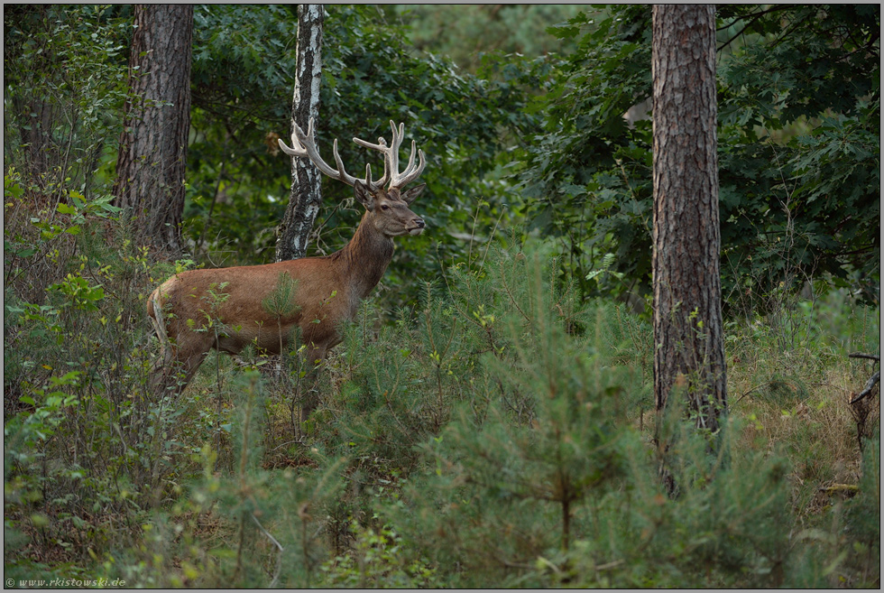 im Holz... Rothirsch *Cervus elaphus* bei der Äsung im Wald