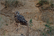 der Knochenbrecher... Europäischer Uhu *Bubo bubo* in einer Sandgrube