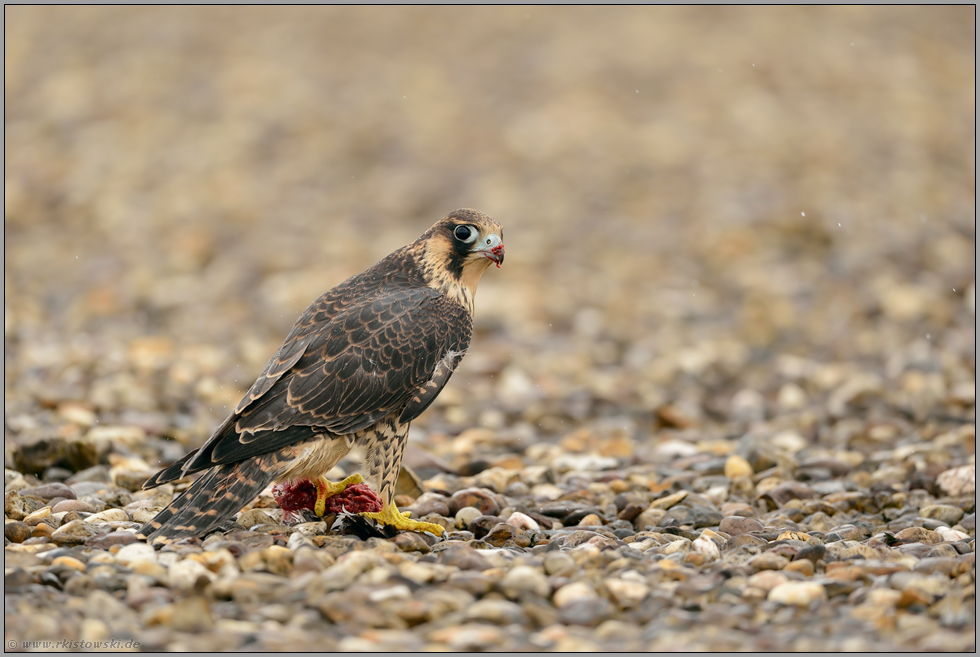 noch jung, aber bereits sehr wachsam ... Wanderfalke *Falco peregrinus* beim Fressen