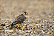 noch jung, aber bereits sehr wachsam ... Wanderfalke *Falco peregrinus* beim Fressen