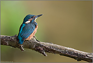 Himmelsblick... Eisvogel *Alcedo atthis*, Jungvogel kurz nach dem flügge werden