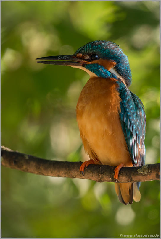 bunt schillernd... Eisvogel *Alcedo atthis*, adultes Männchen