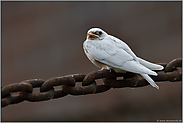 kein Albino... weisse Rauchschwalbe *Hirundo rustica*, flügger Jungvogel