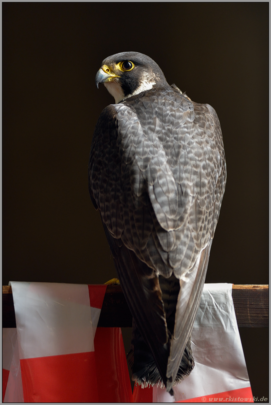 völlig entkräftet... Wanderfalke *Falco peregrinus*, zahlreiche Gefährdungen