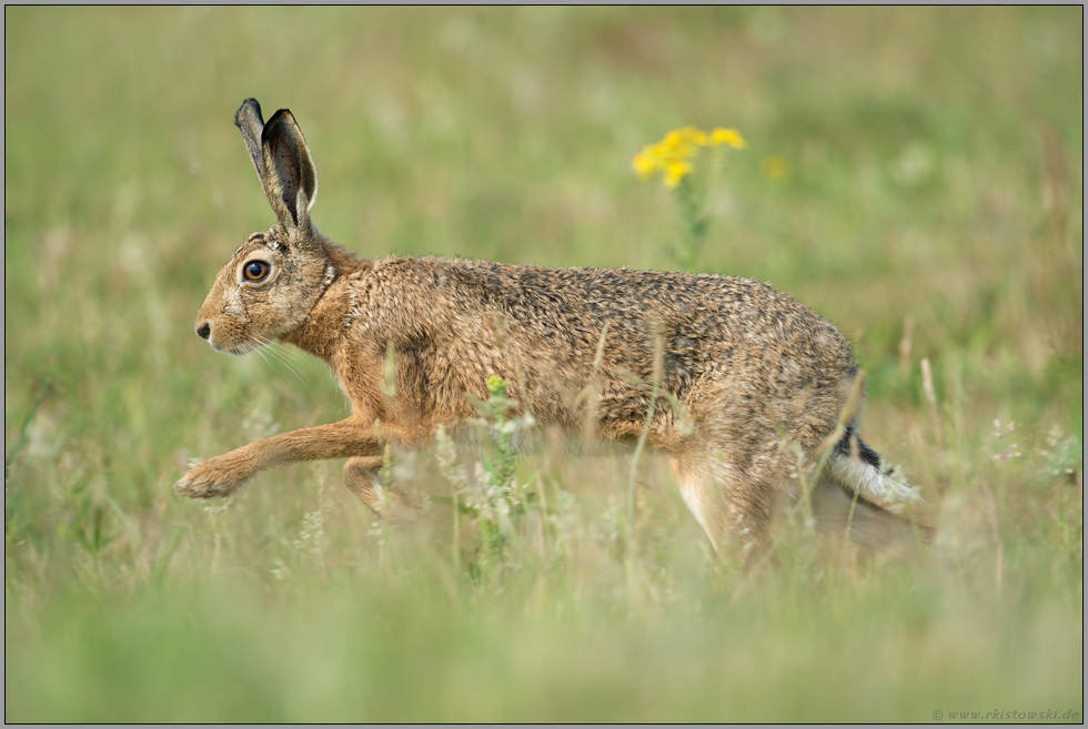 immer stärker gefährdet... Feldhase *Lepus europaeus* läuft durch eine Wiese