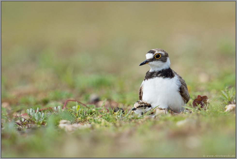 gemeinsam... Flussregenpfeifer *Charadrius dubius* mit Küken